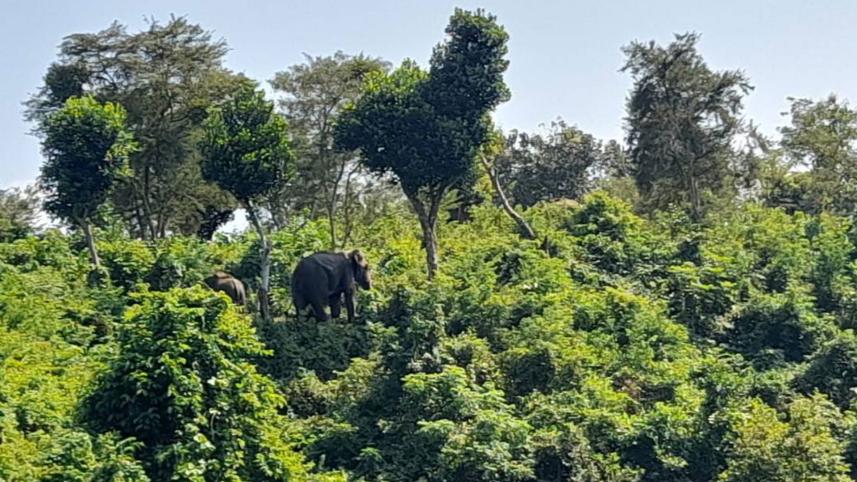 elephant.jpg