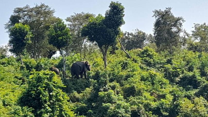 elephant.jpg