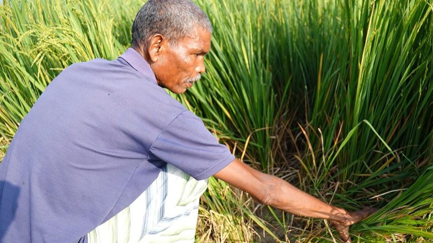rice-01.jpg