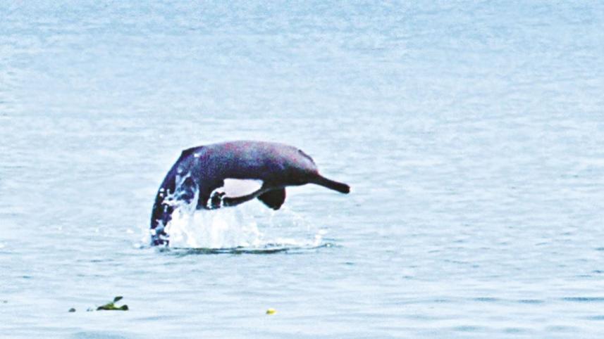 dolphin-2.jpg