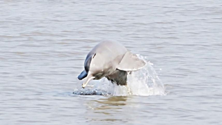 dolphin-3.jpg