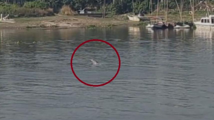 dolphin.jpg