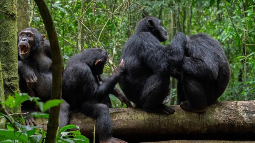 chimpanzee.jpg