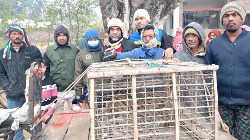 jhenaidah-fishing-cat-res-2.jpg