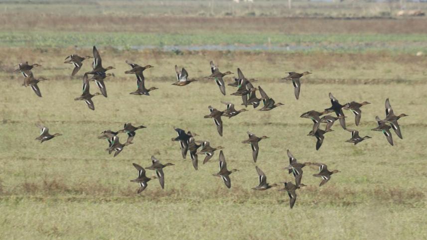 sherpur_birds-02.jpg