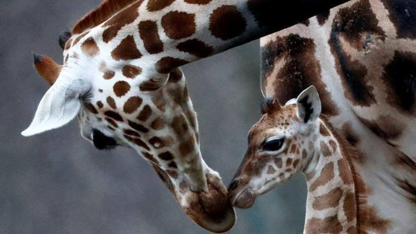giraffe.jpg