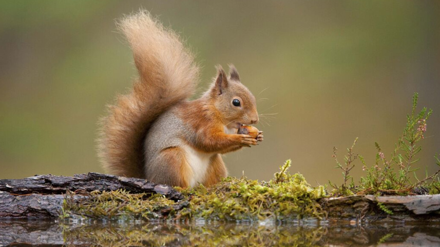 squirrel.jpg