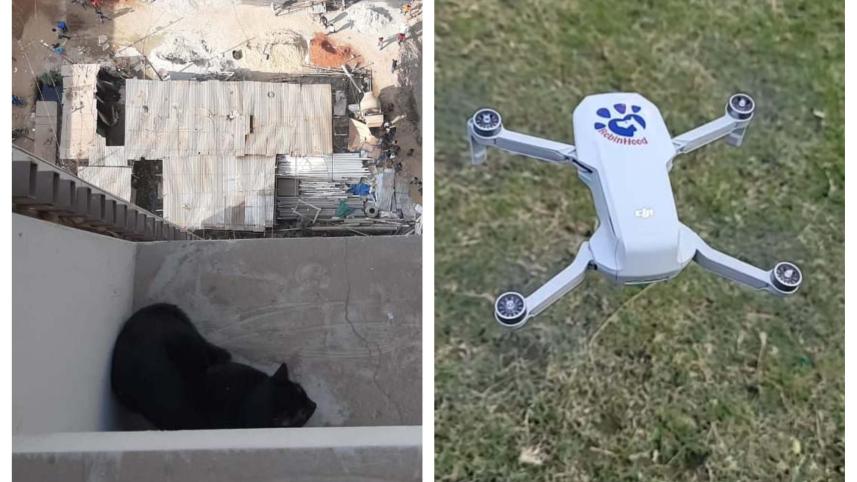 Cat Rescue.jpg