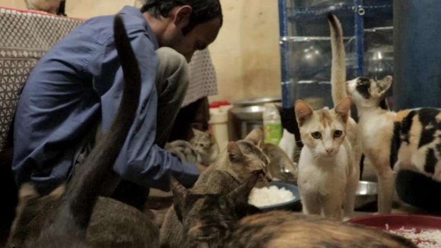 Cats-2.jpg