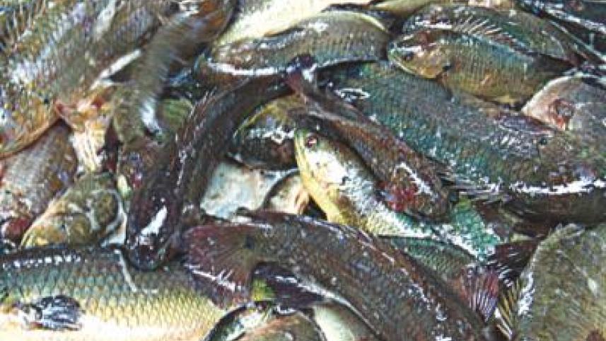 fish_fanatics_day_out_04.jpg