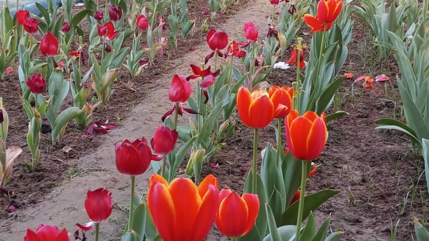 gazipur_flower_04.jpg