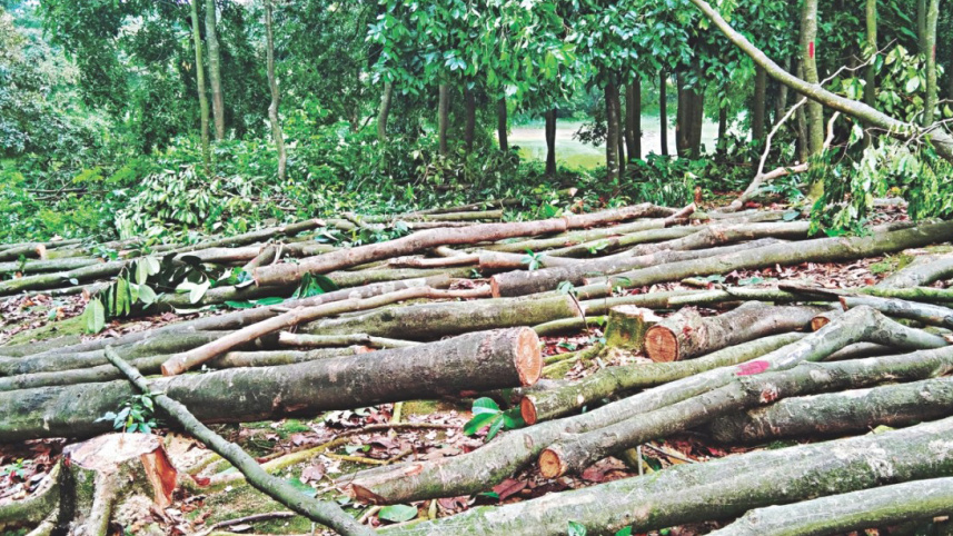 JU trees