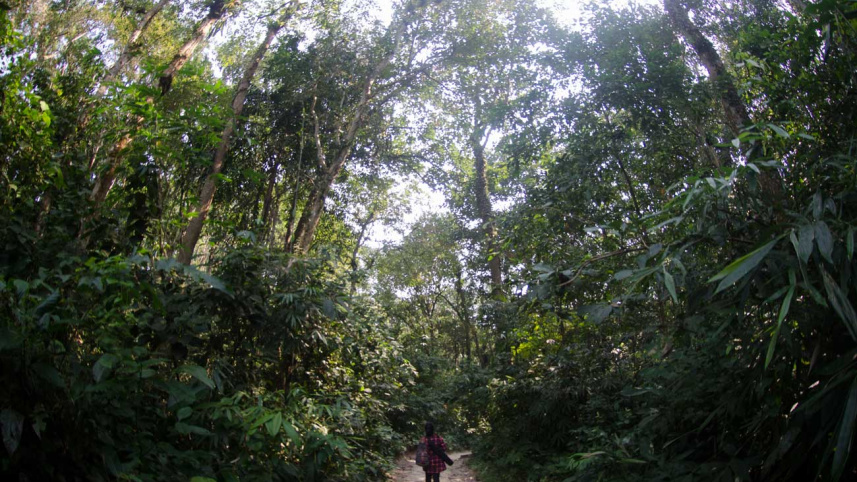 Lauachora forest