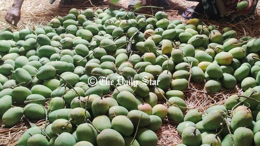 Rajshahi-Mango1_DS.jpg