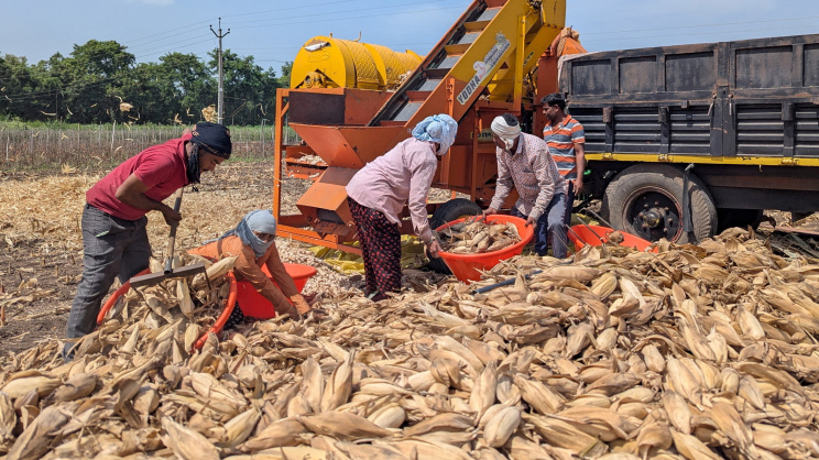Indian corn farm