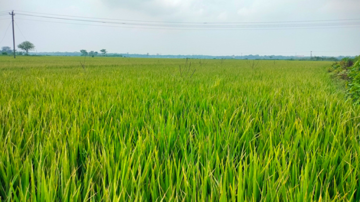 agriculture
