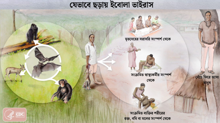 ইবোলা ভাইরাস যেভাবে ছড়ায়। ছবি: ডব্লিউএইচও থেকে নেওয়া