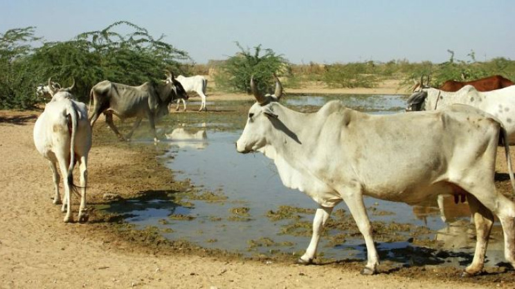 ভারতীয় গরু। ছবি: স্টেটসম্যান