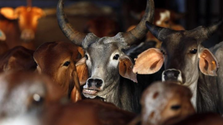 ভারতীয় গরু। ফাইল ছবি: রয়টার্স