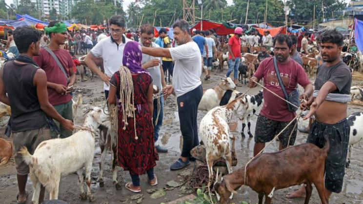পশ্চিমবঙ্গের অজ্ঞাত অবস্থানে একটু পশুর হাট। ফাইল ছবি: সংগৃহীত