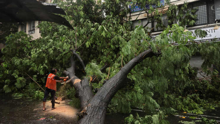 মুম্বাইয়ে ভারী বৃষ্টিপাতে এই গাছটি উপড়ে পড়ে। ছবি: রয়টার্স