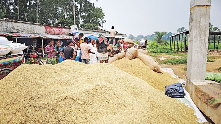 আউশের ভালো ফলন, তবুও লোকসানে কৃষক