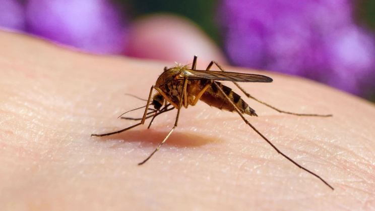 Mosquito