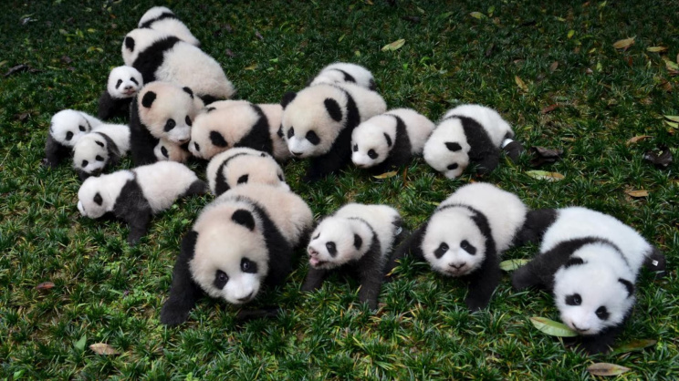Panda