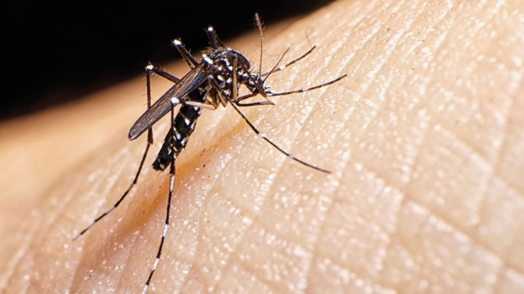 Mosquito