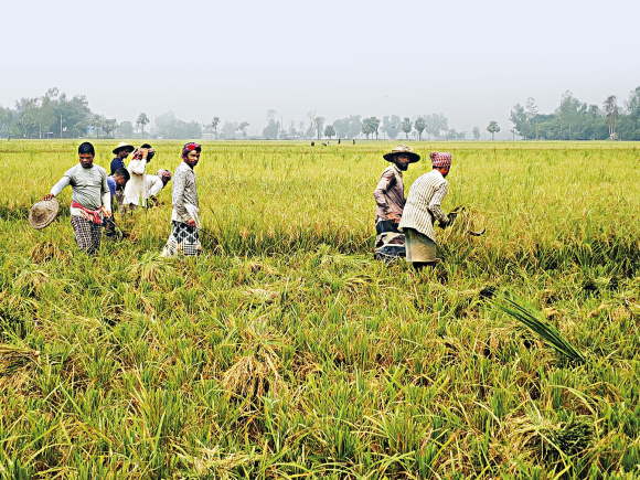 আউশের ভালো ফলন, তবুও লোকসানে কৃষক