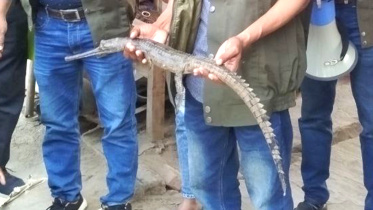 endangered gharial