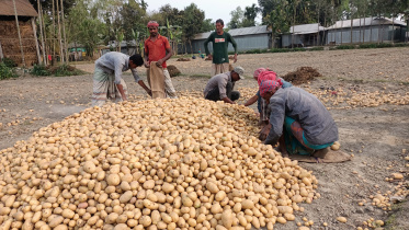আলু