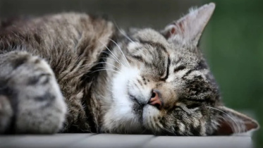 cat