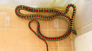 kalnagini