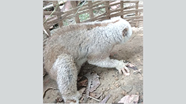 slow-loris