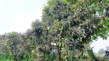 ছবি: স্টার।