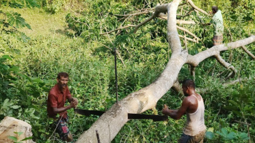 গাছ কাটা হচ্ছে। ছবি: স্টার
