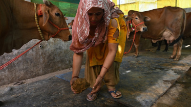 Cow Dung