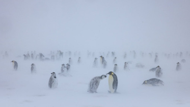 Antarctica
