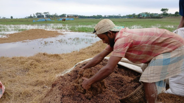 বৃষ্টি ও বন্যায় তলিয়ে যাওয়া হাওরের ধান। ছবি: স্টার