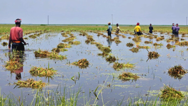 হাওরে বন্যা