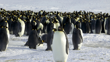 Penguin