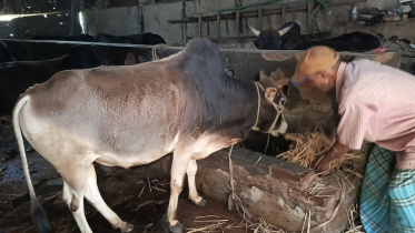 Rangpur unsold cattle