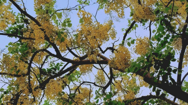 Sonalu Phul