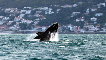 Whale