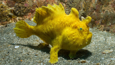 frogfish