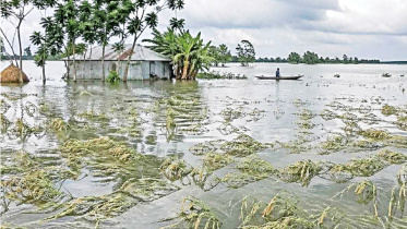 rice field under water
