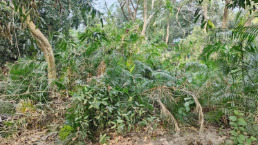 সাতানিখিল গণহত্যার স্থান