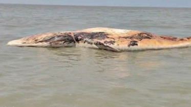 whale
