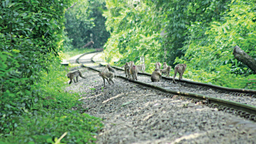 ছবি: স্টার।
